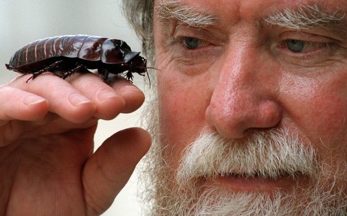 Australie Un Cafard Loge Dans L Oreille