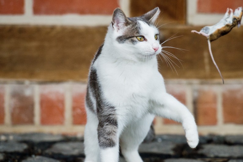 Cat Relax L Application Pour Calmer Les Chats