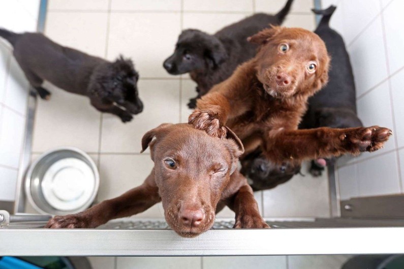Rhône un élevage clandestin de 22 chiens maltraités a