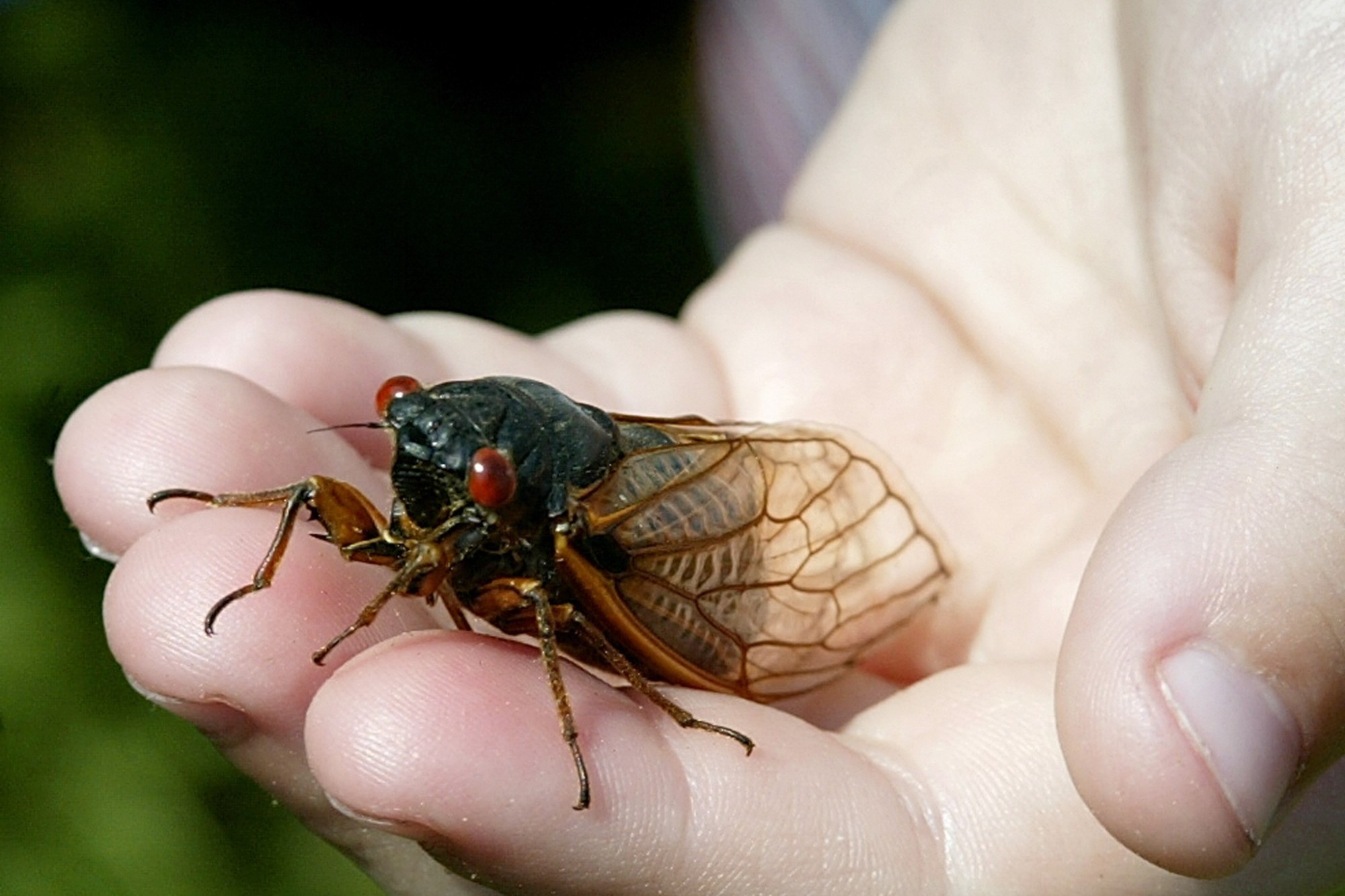 Reproduction Des Cigales La Cigale Grise Cicada Orni Linnaeus MPVZ