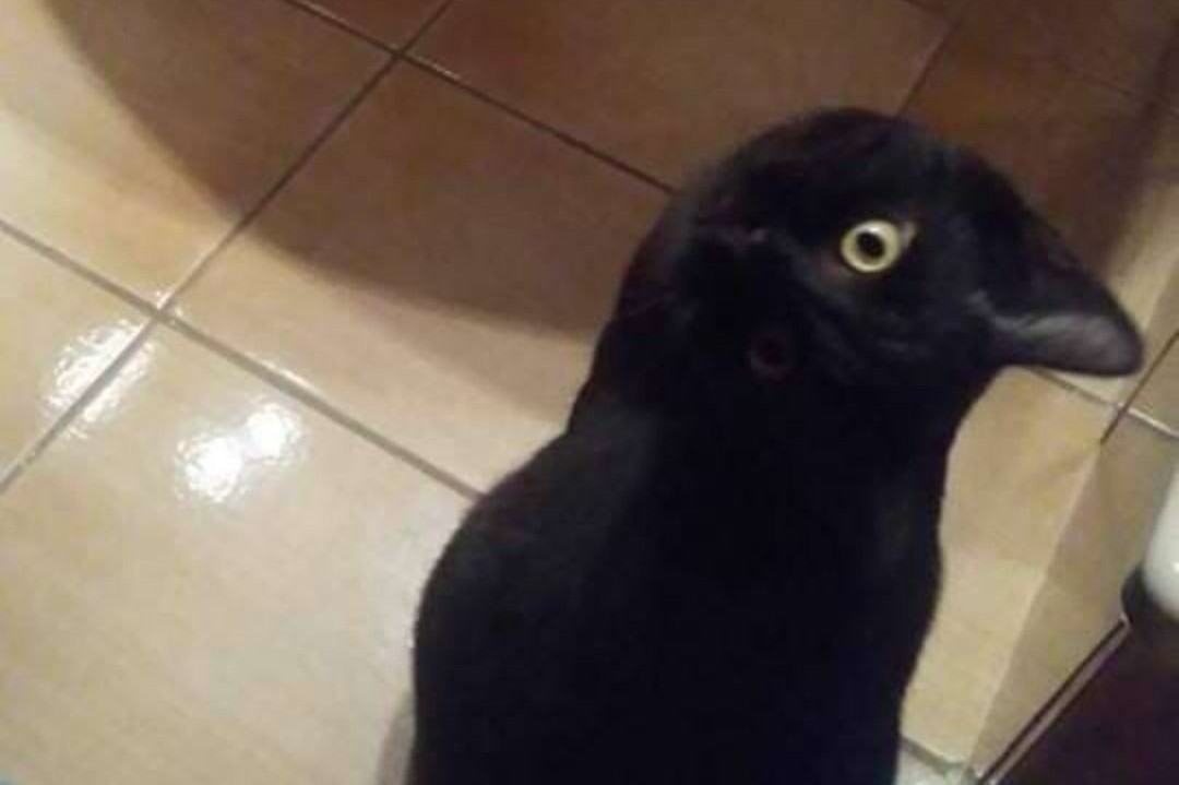 Cette Photo De Corbeau A Piege Les Internautes Sur Twitter