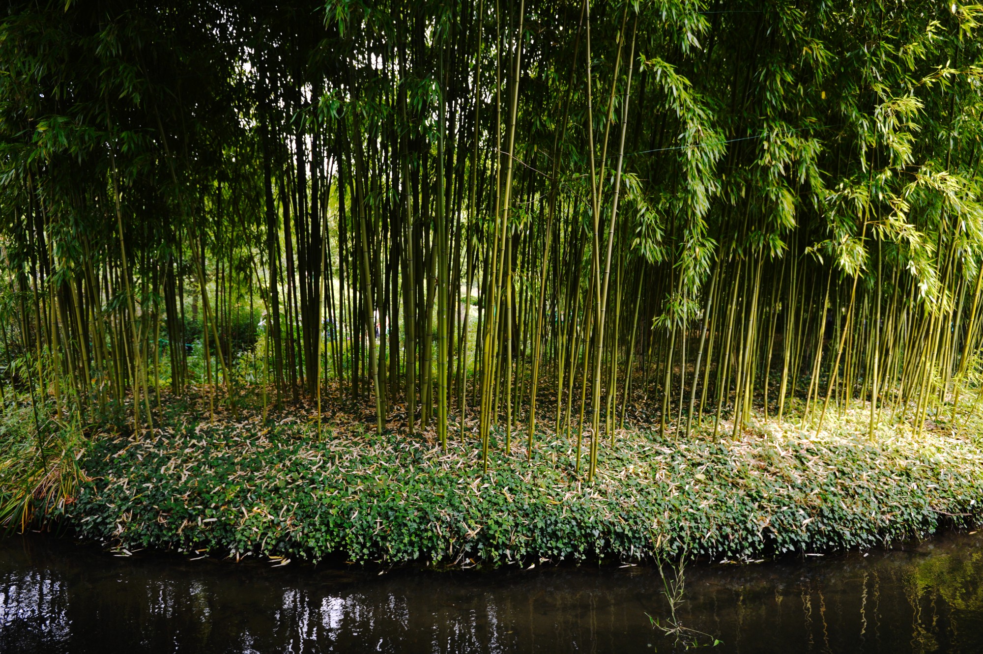 Pourquoi les agriculteurs se tournent vers la culture du bambou