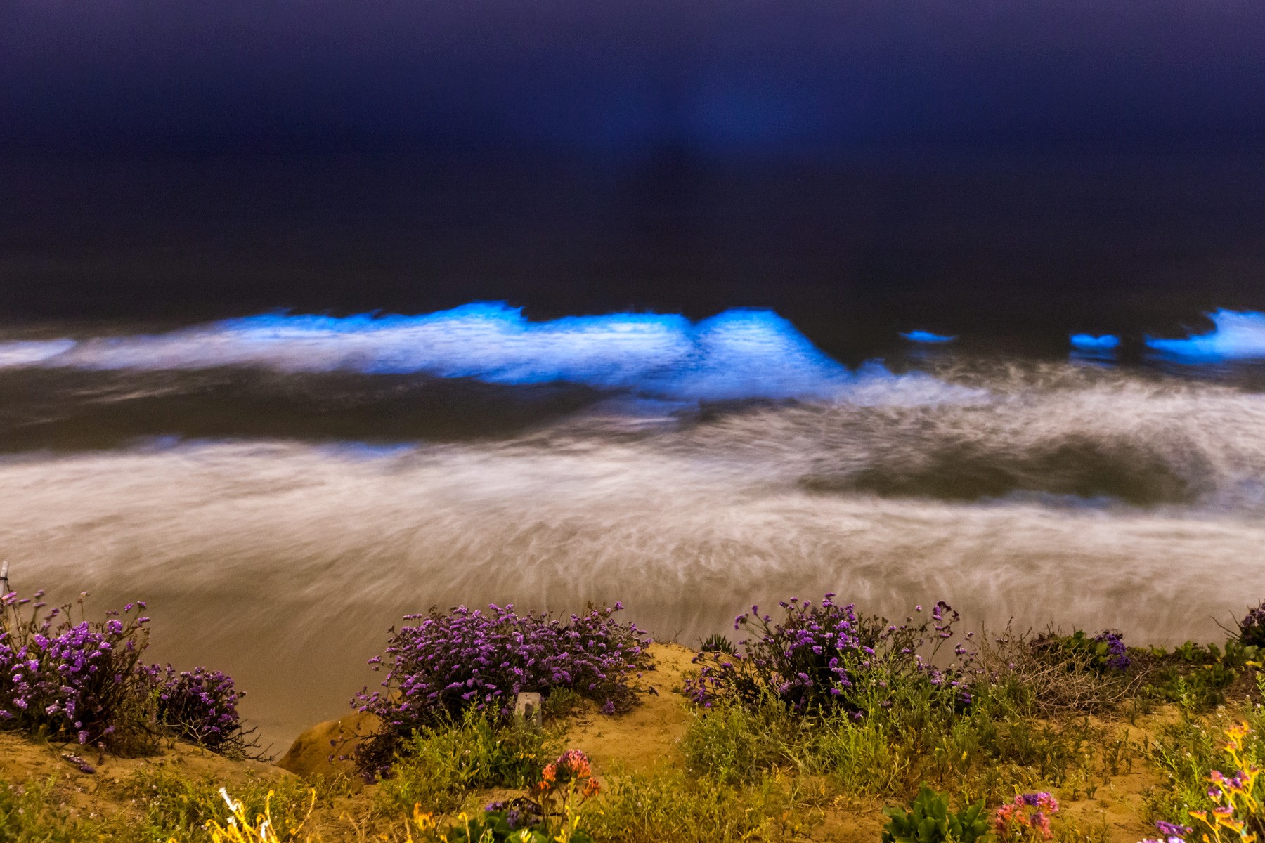 Pourquoi la mer du Nord étaitelle devenue fluorescente