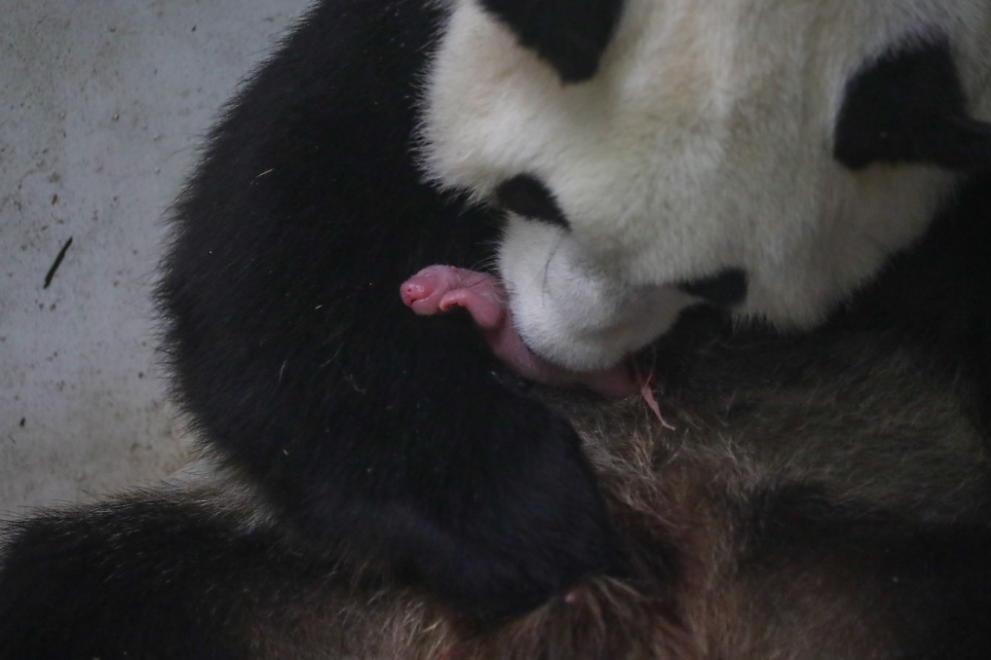 Belgique Des Jumeaux Pandas Geants Sont Nes Dans Un Parc Animalier