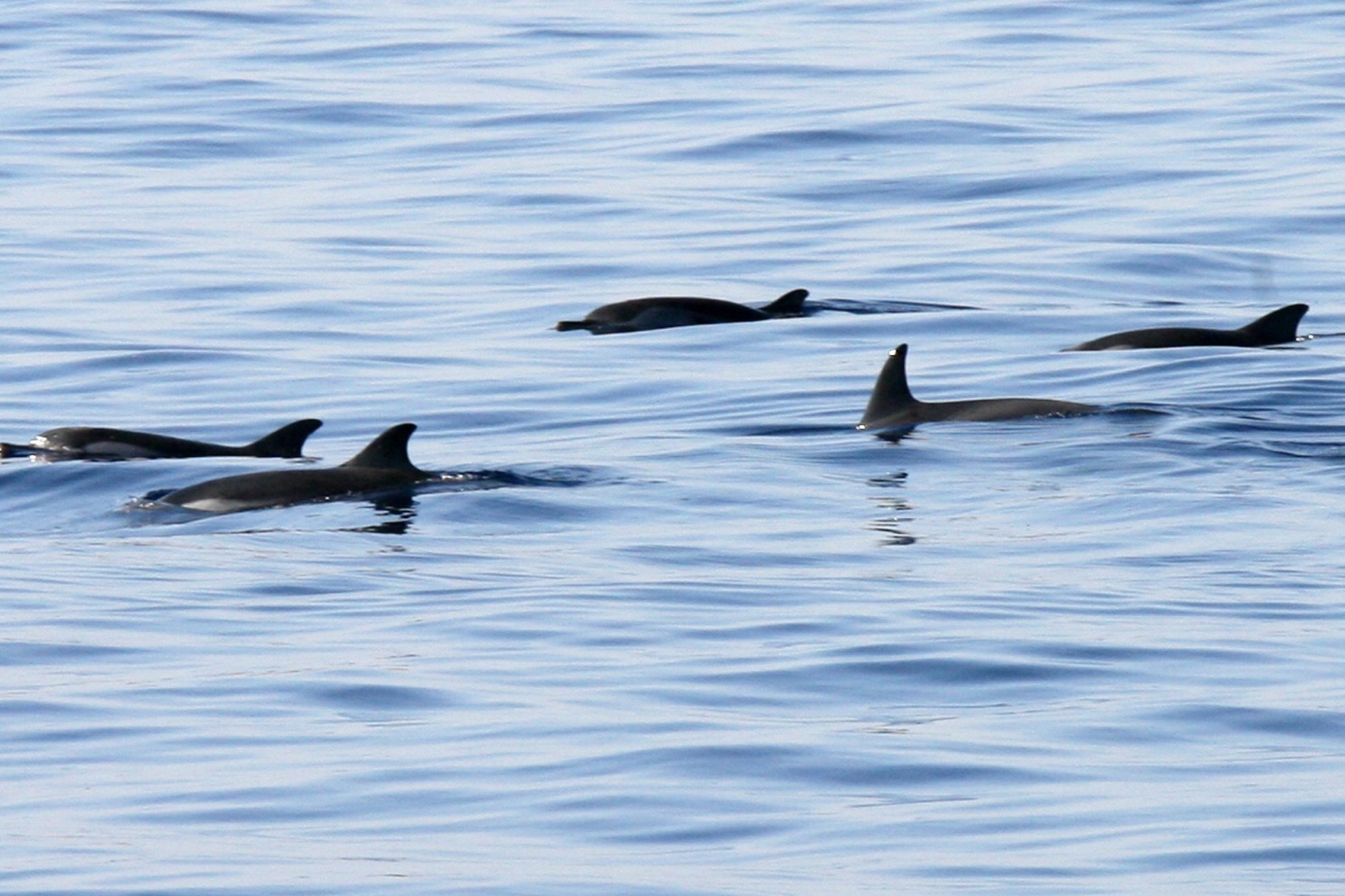 Journee Mondiale Des Dauphins Ces 4 Dangers Qui Les Guettent