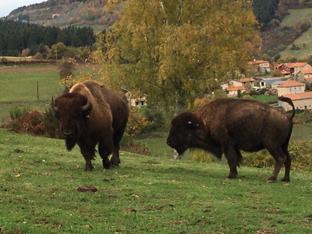 À la découverte d'un élevage de bisons dans les Monts de la Madeleine