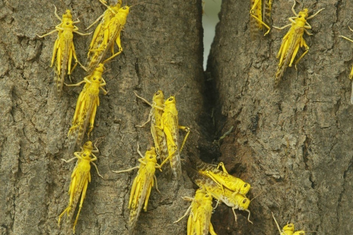 1155912-les-criquets-pelerins-represente