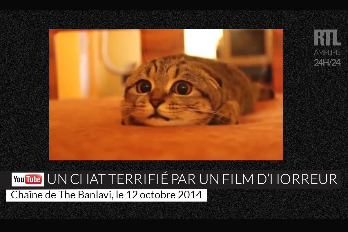 Video Un Chat Terrifie Par Un Film D Horreur
