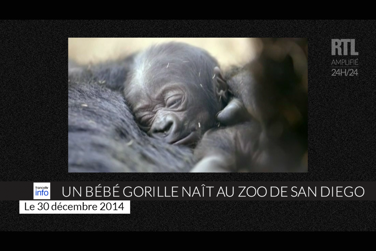 Video Un Bebe Gorille Nait Au Zoo De San Diego