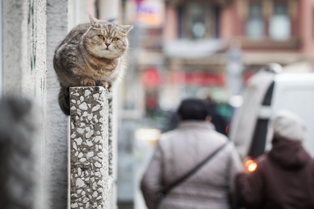 Chine Un Chat Tombe Sur La Tete D Un Retraite Et L Envoie A L Hopital Chine Un Chat Tombe Sur La Tete D Un Retraite Et L Envoie A L Hopital