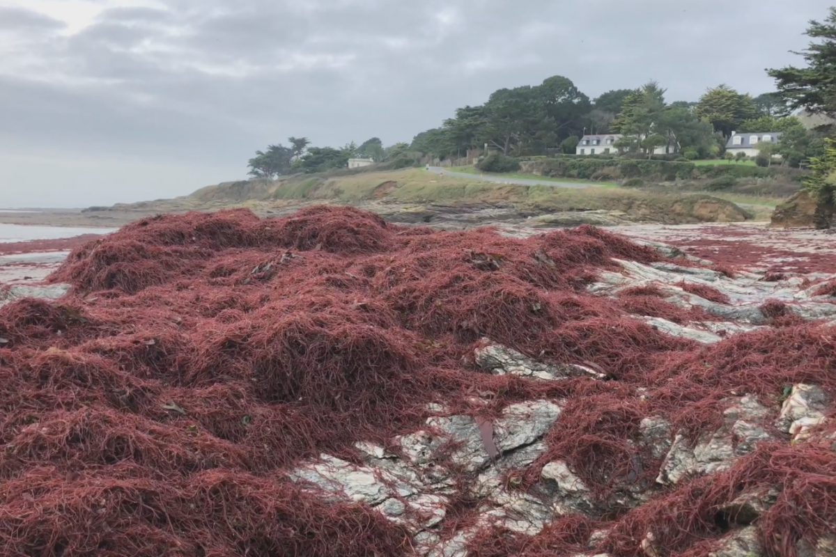 Algues Rouges