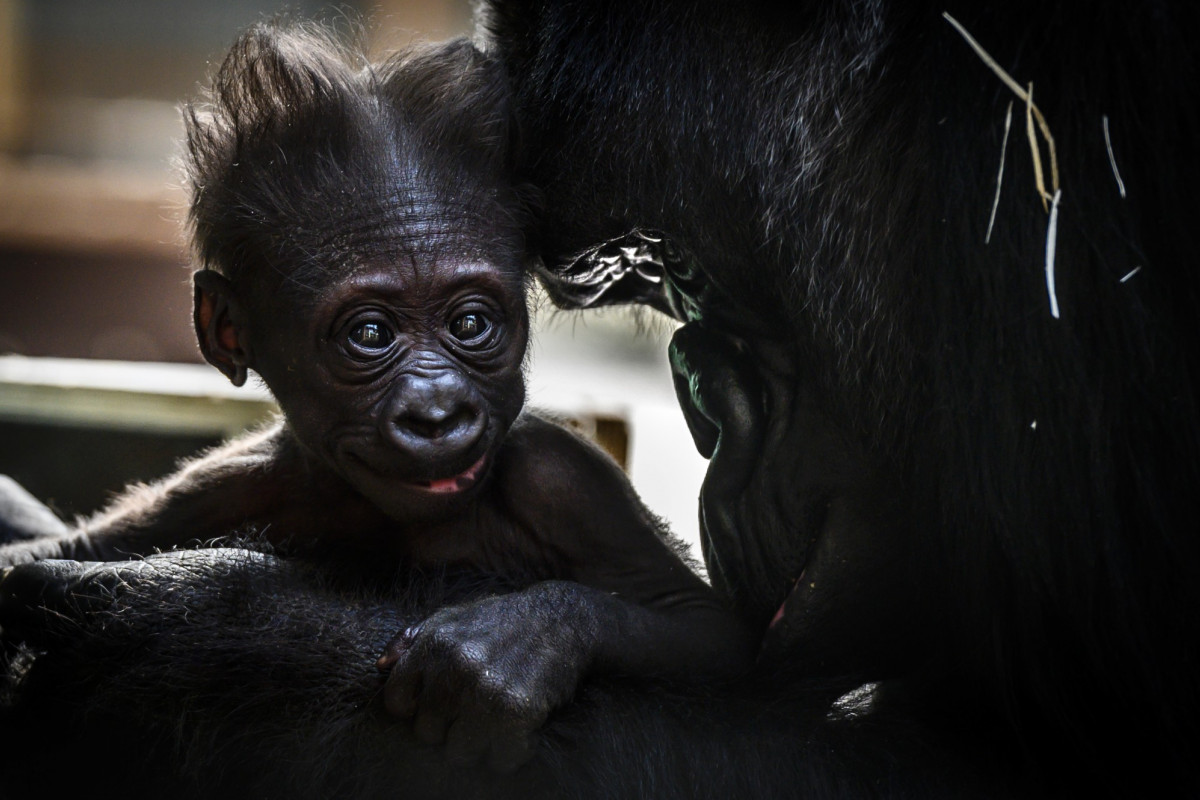 Video Un Bebe Gorille Nait Dans Un Zoo De La Loire Un Evenement Exceptionnel