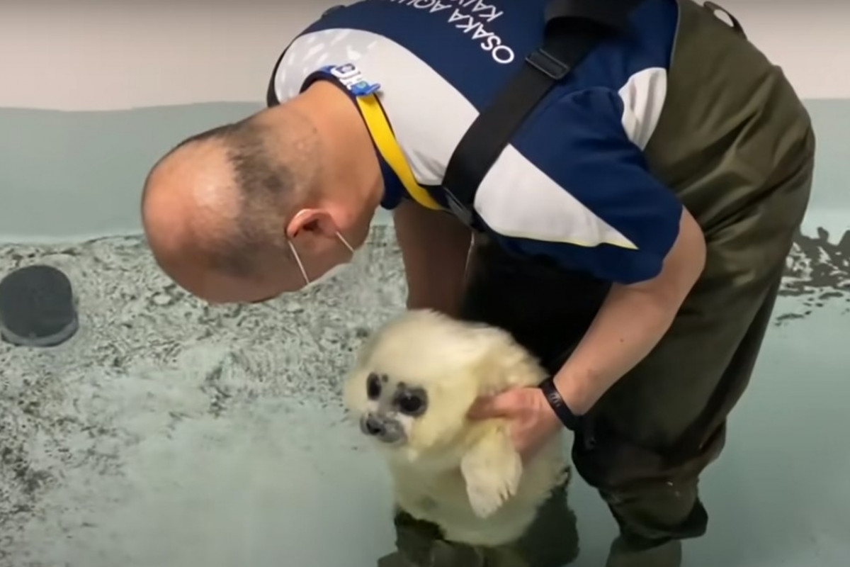 Video Japon Un Bebe Phoque Apprend A Nager Et Fait Fondre Le Cœur Des Internautes
