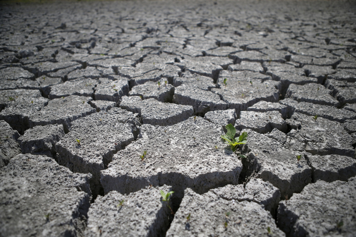 Terre craquelée par la sécheresse et végétation assoiffée