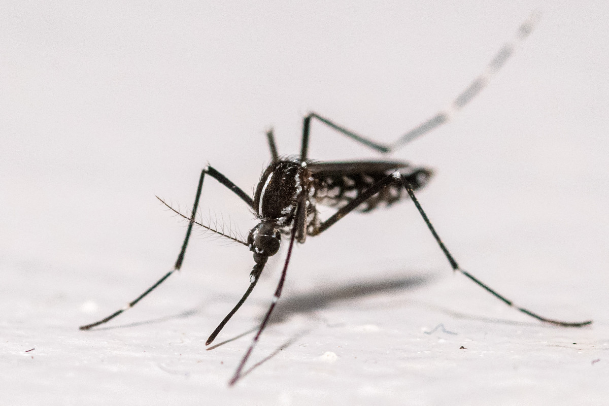 Virus du Nil occidental : un premier cas autochtone détecté dans les Pyrénées-Orientales, une première en France en 2026
