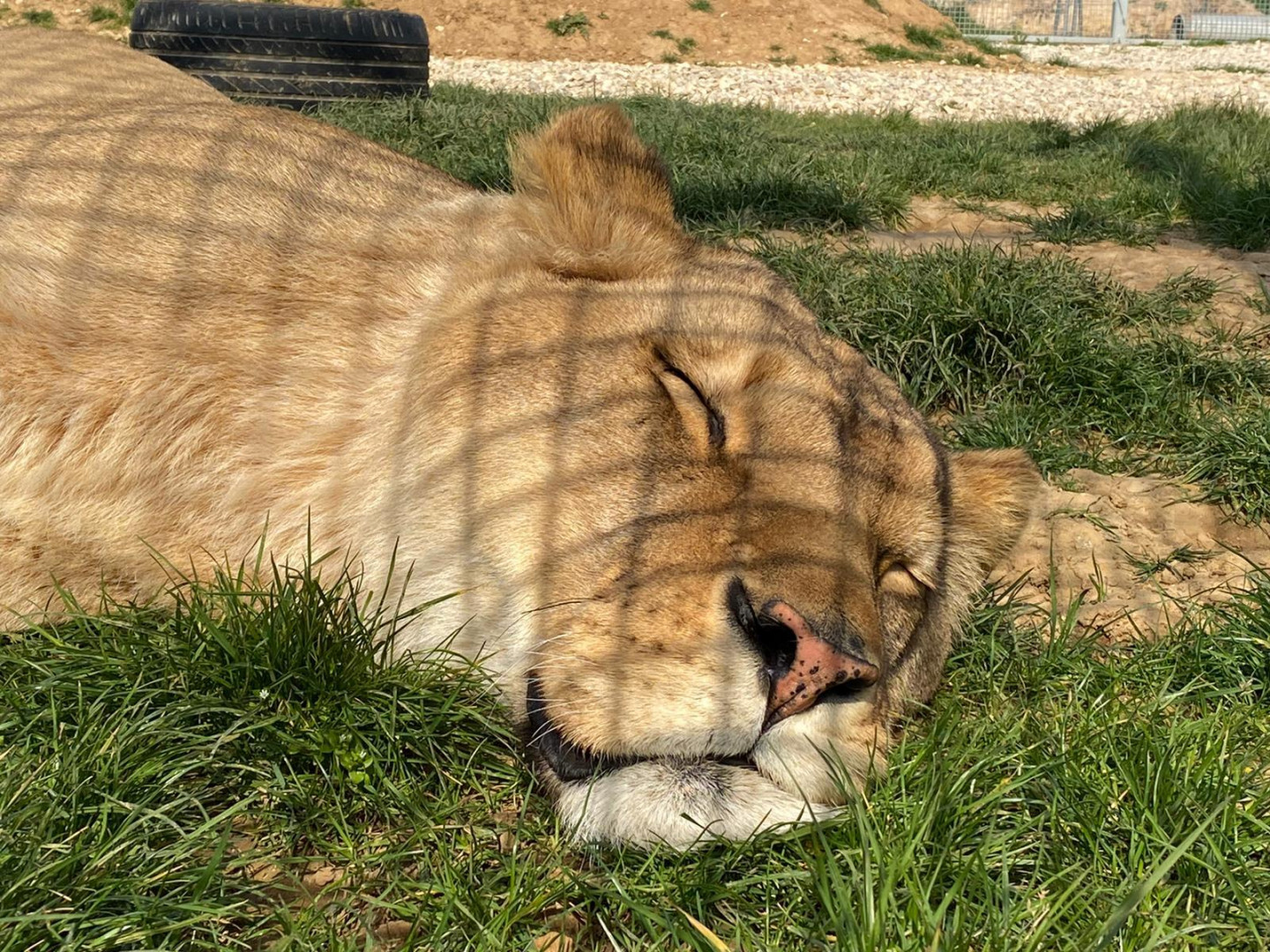 Quel Animal Vit Dans Une Tanière