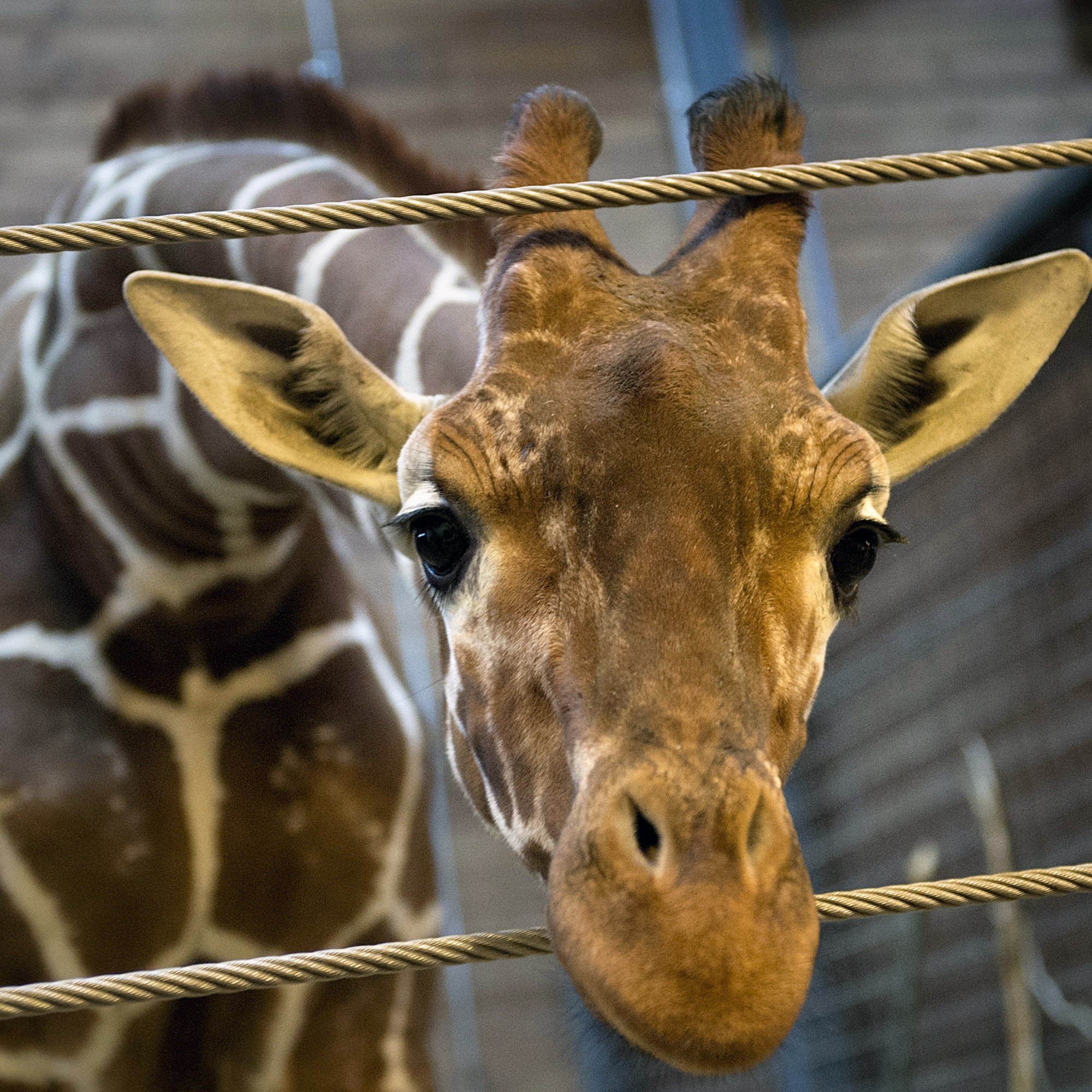 Copenhague La Mort De Marius Bebe Girafe Euthanasie Choque Le Monde