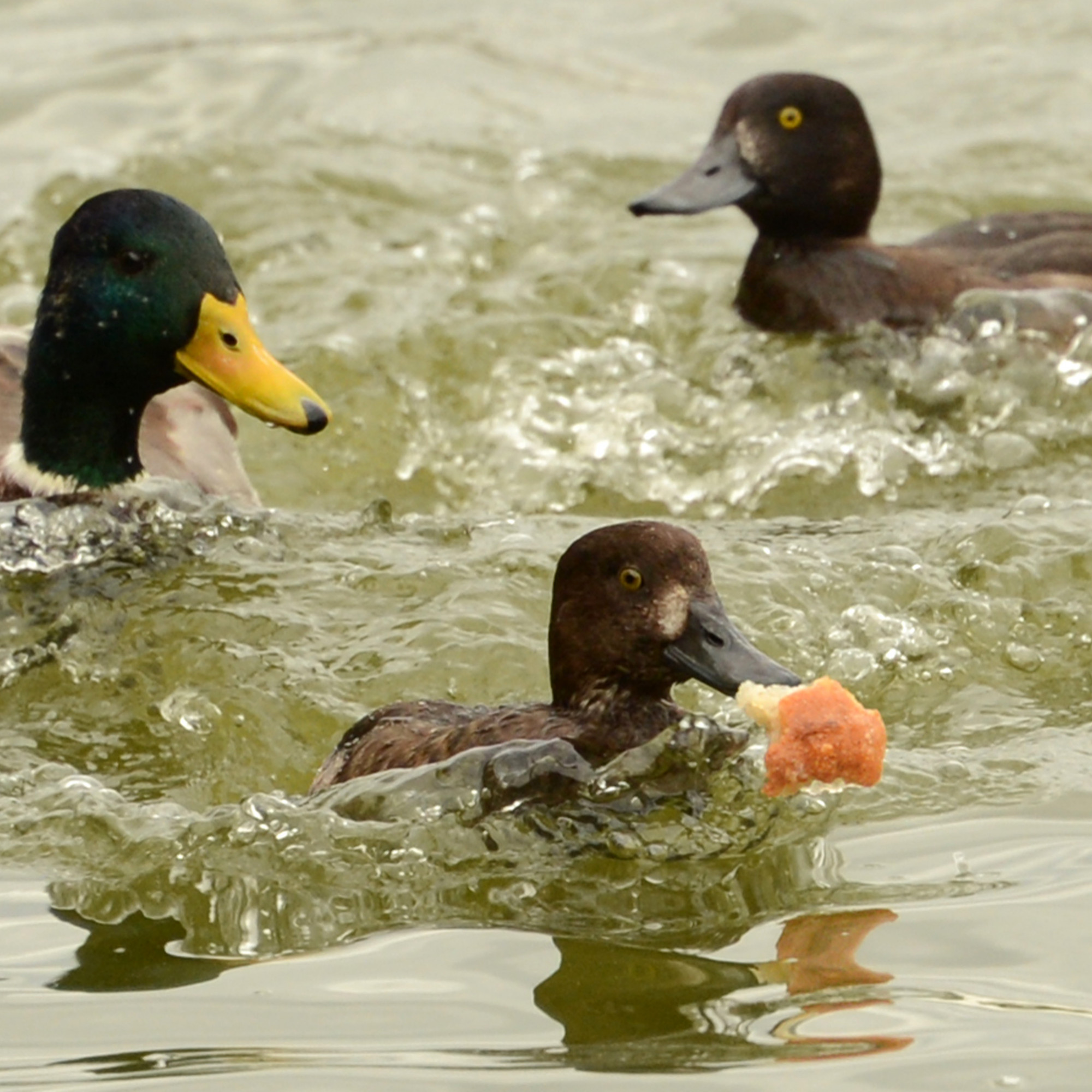 Il Tue Un Canard Sur Tiktok Colomiers : quatre ados torturent un canard et frappent deux témoins