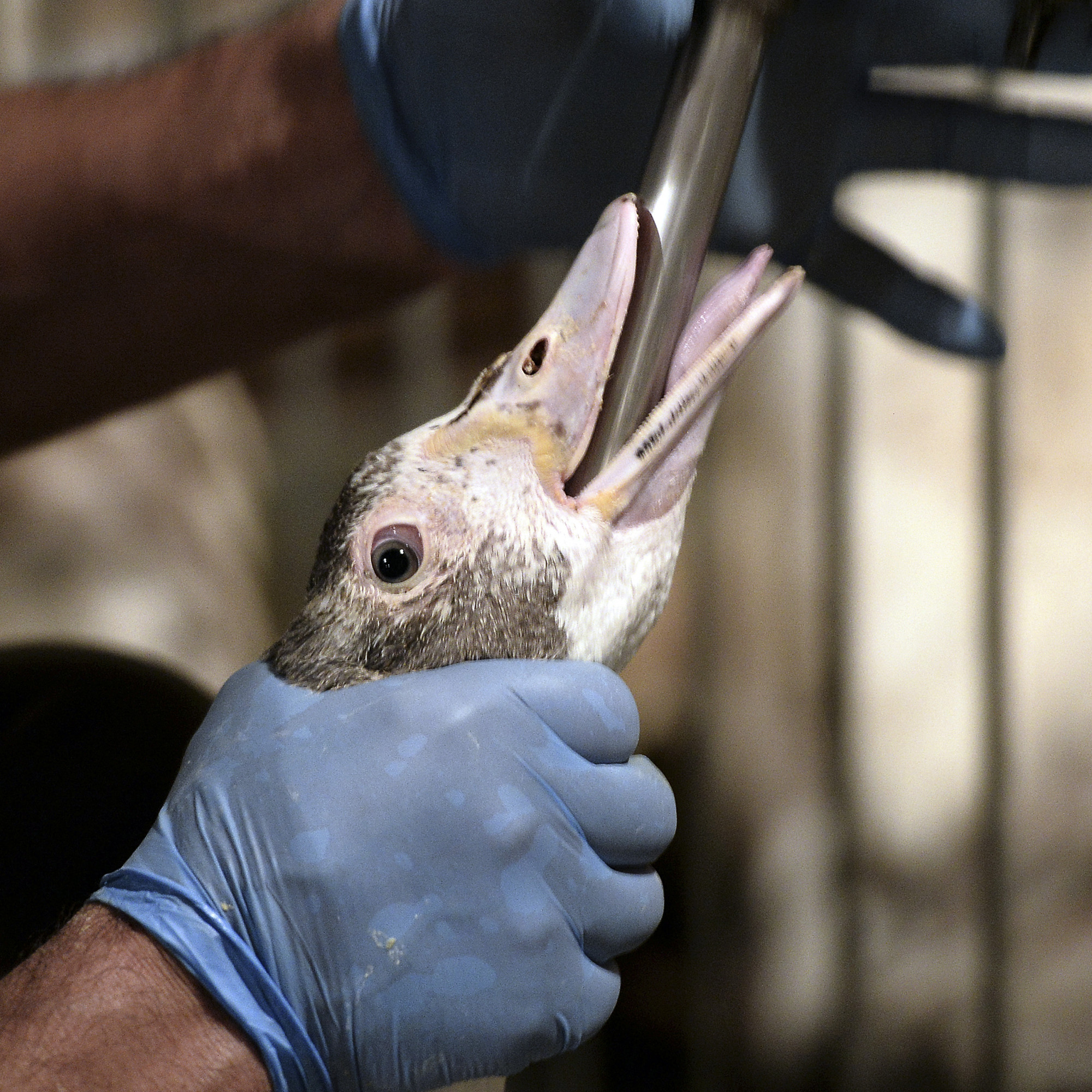 Le Bon Coin le département du Gers à vendre pour 32 euros