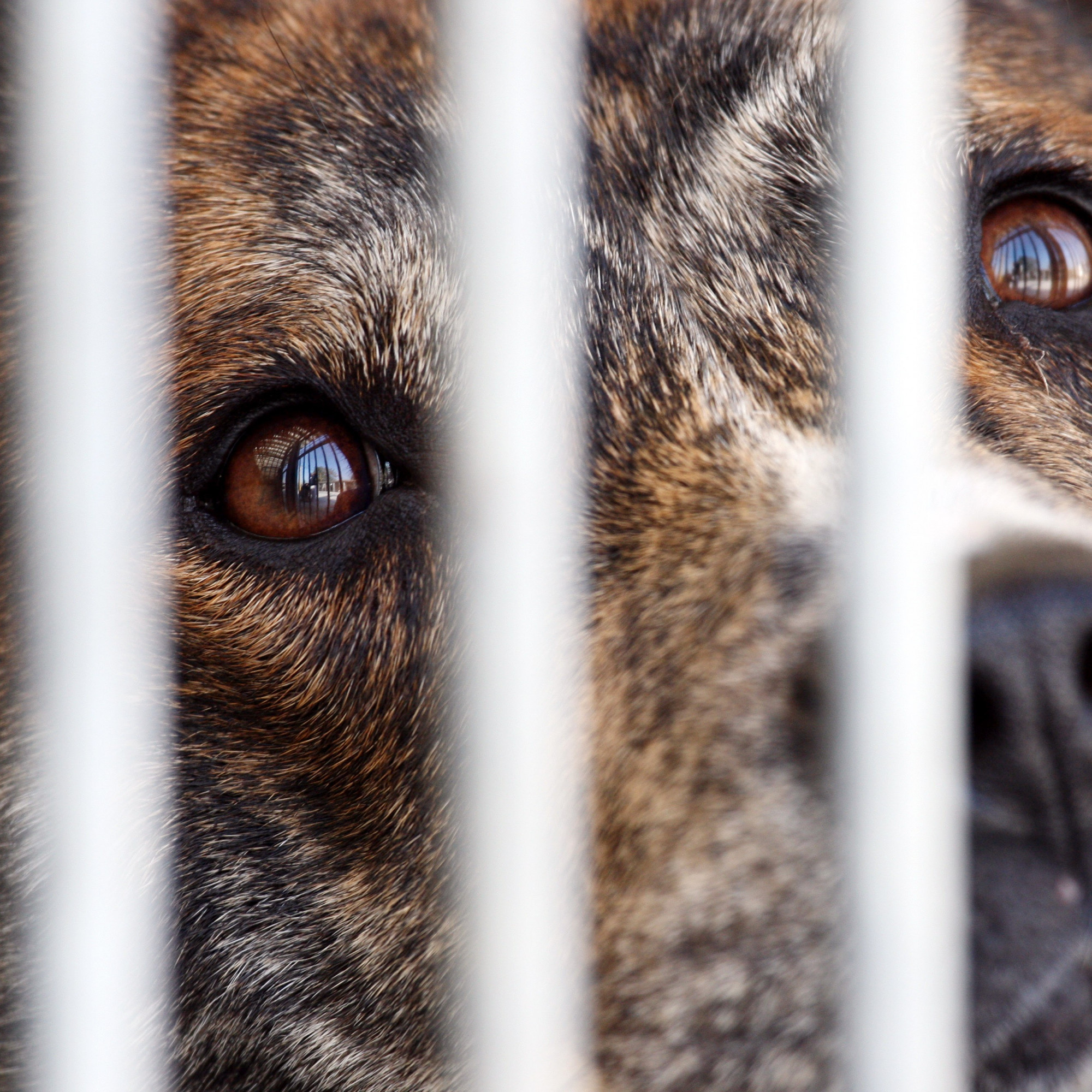 Un chien tue son maître victime d