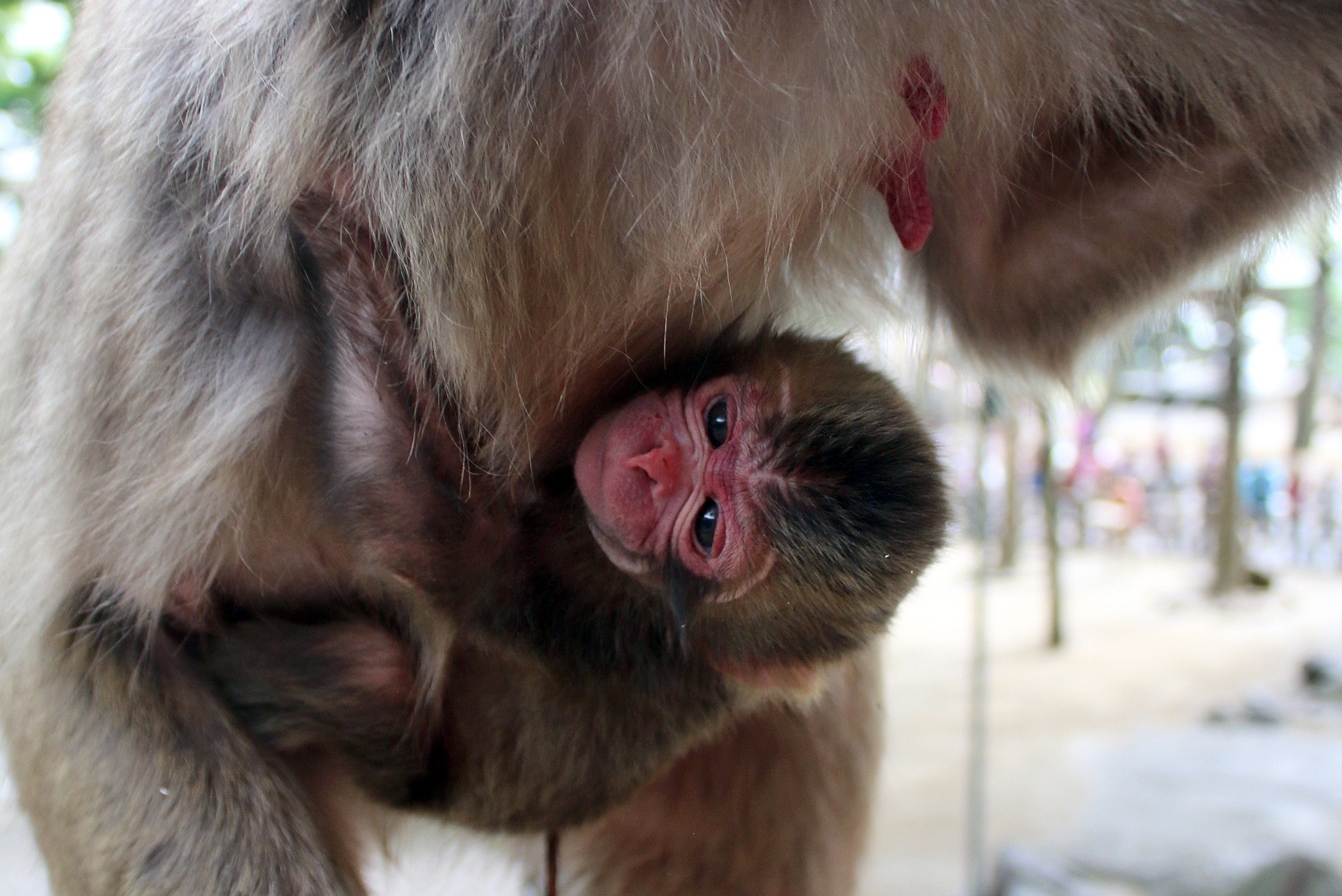 Royal Baby Le Zoo Japonais Persiste A Appeler Son Bebe Singe Charlotte