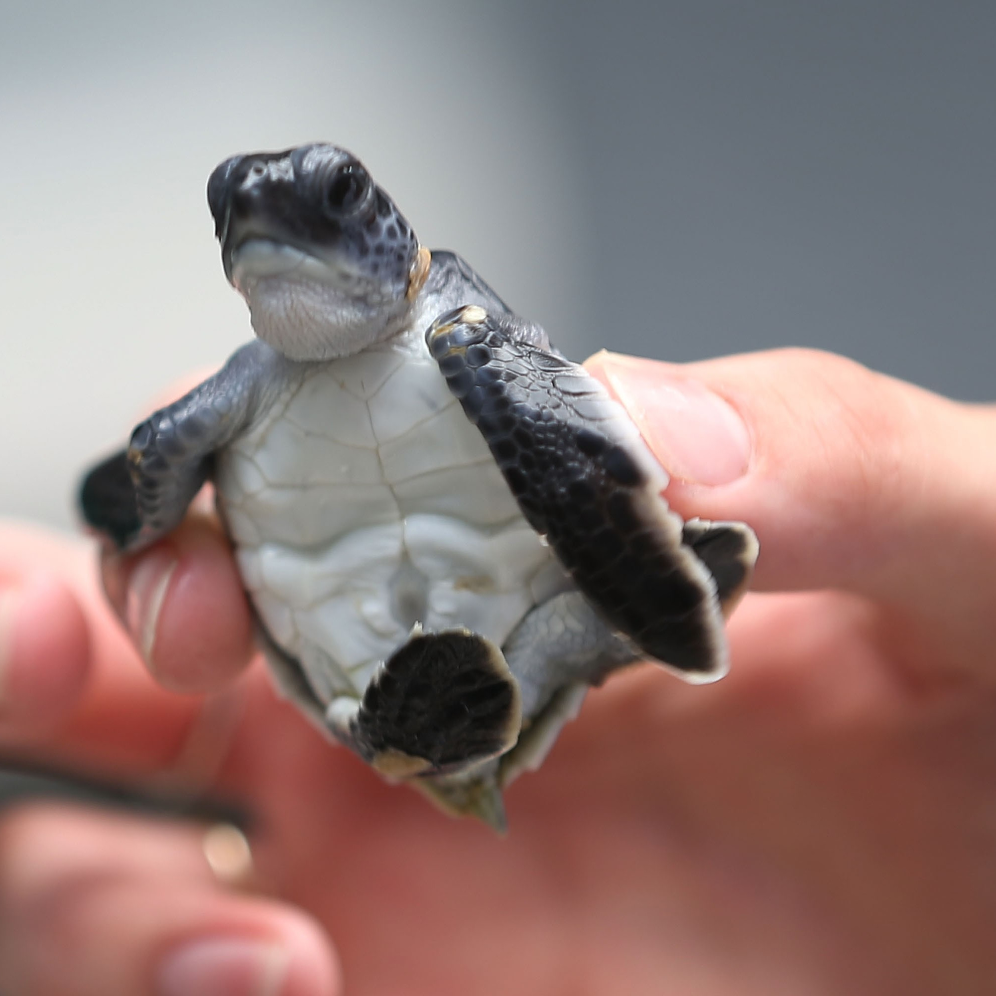 Des centaines de bébés tortues relâchés dans l'océan Atlantique Des centaines de bébés tortues relâchés dans l'océan Atlantique