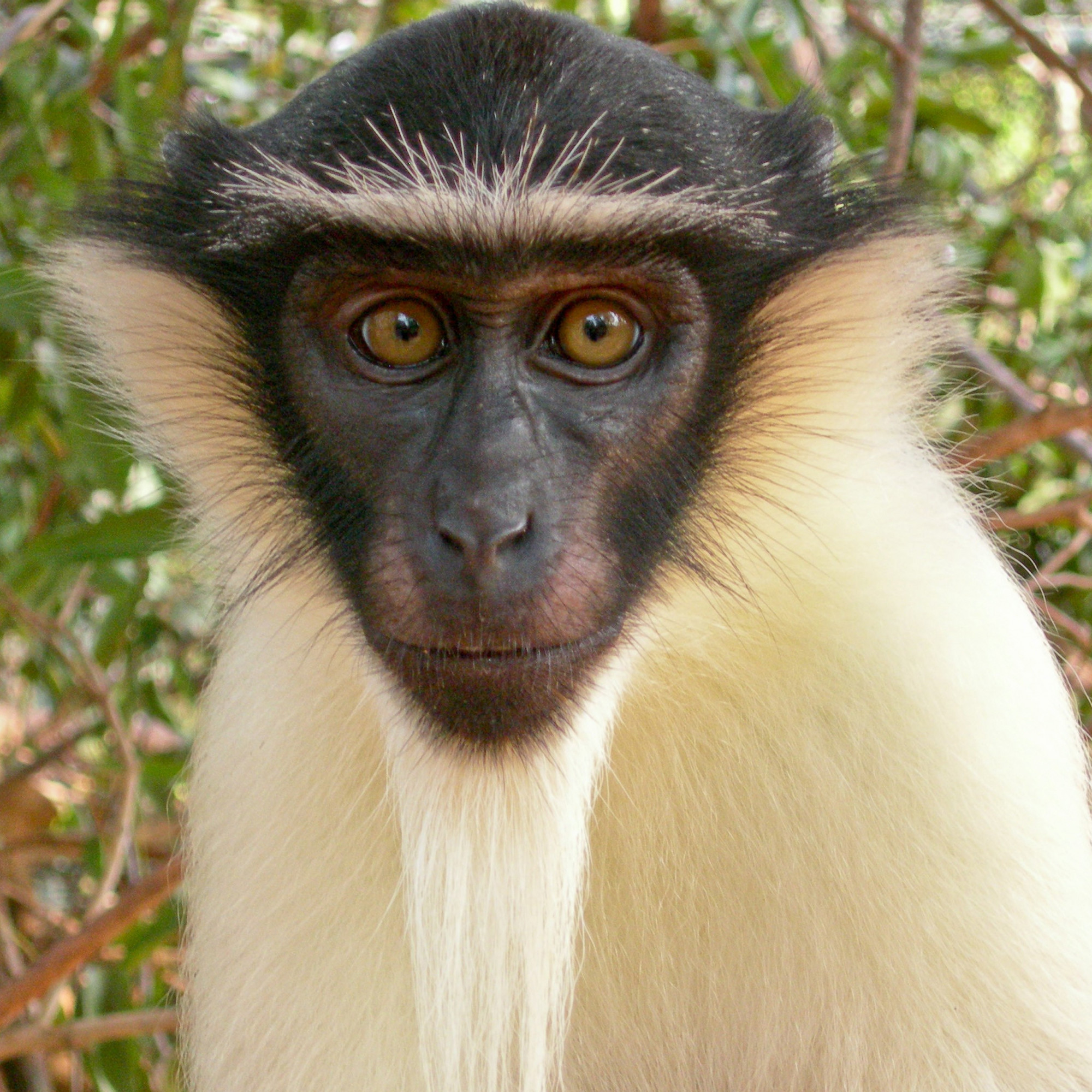 EN IMAGES Ces primates au bord de l'extinction