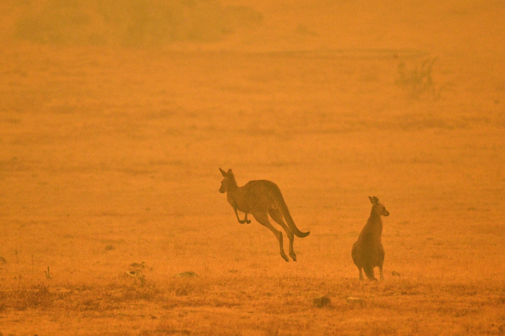 Australie Depuis La France Sauvez Les Bebes Kangourous Des Incendies