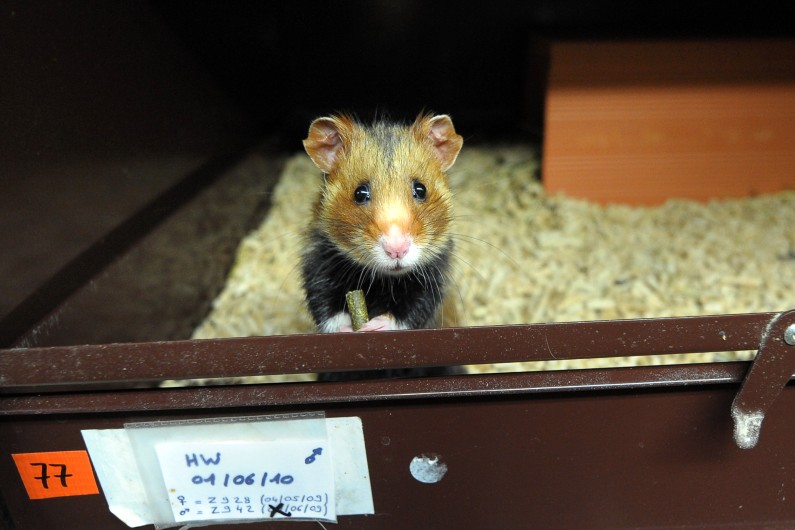 Coronavirus des centaines de hamsters abattus par précaution à Hong Kong