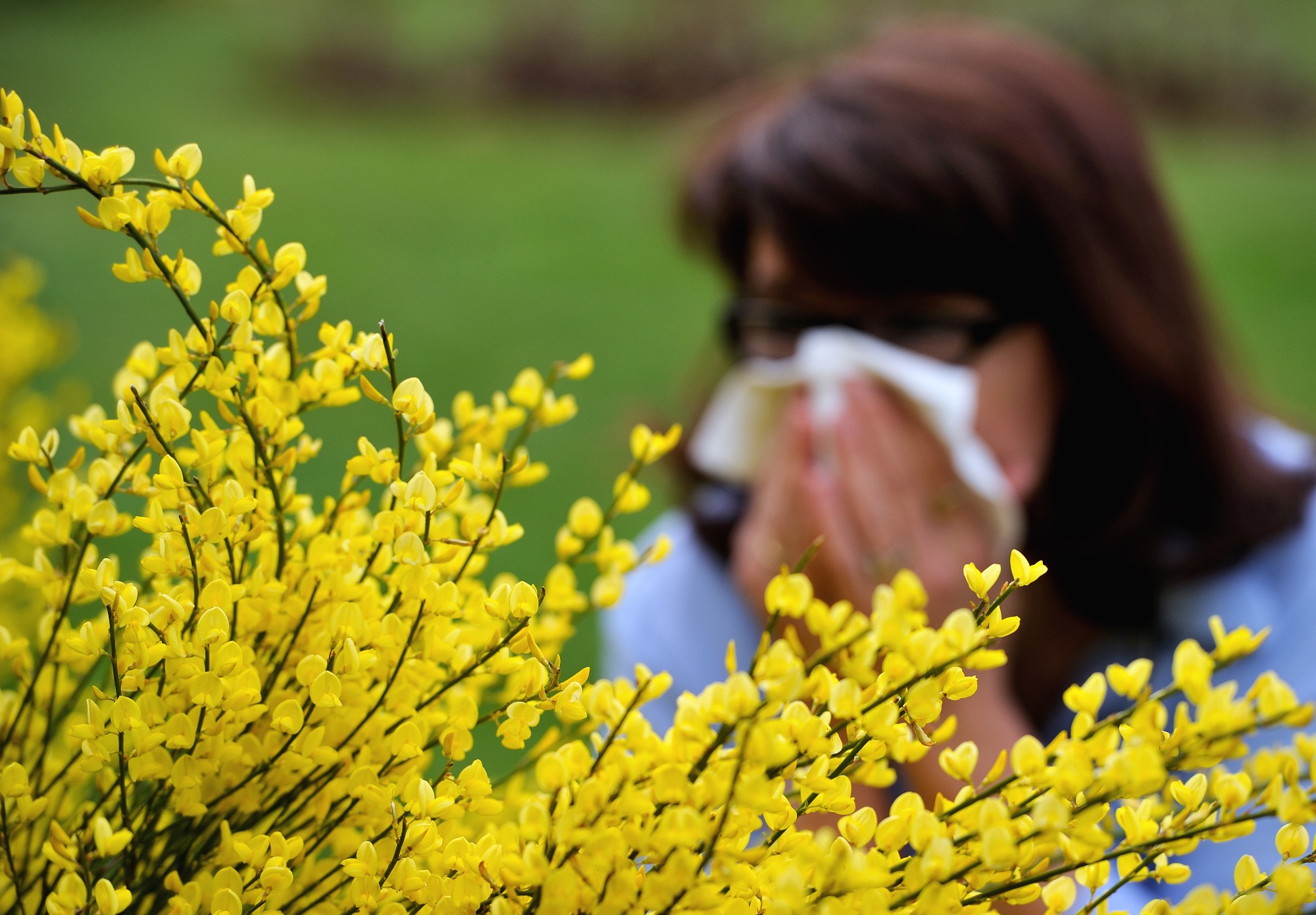 The Seasonal Cycle of Pollen Allergies in France