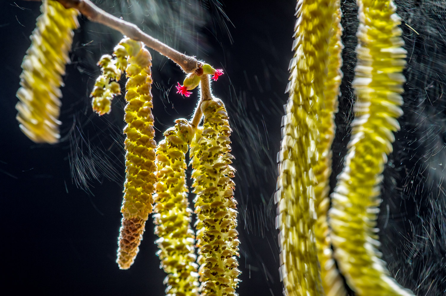 3 Essential Tips to Escape Pollens