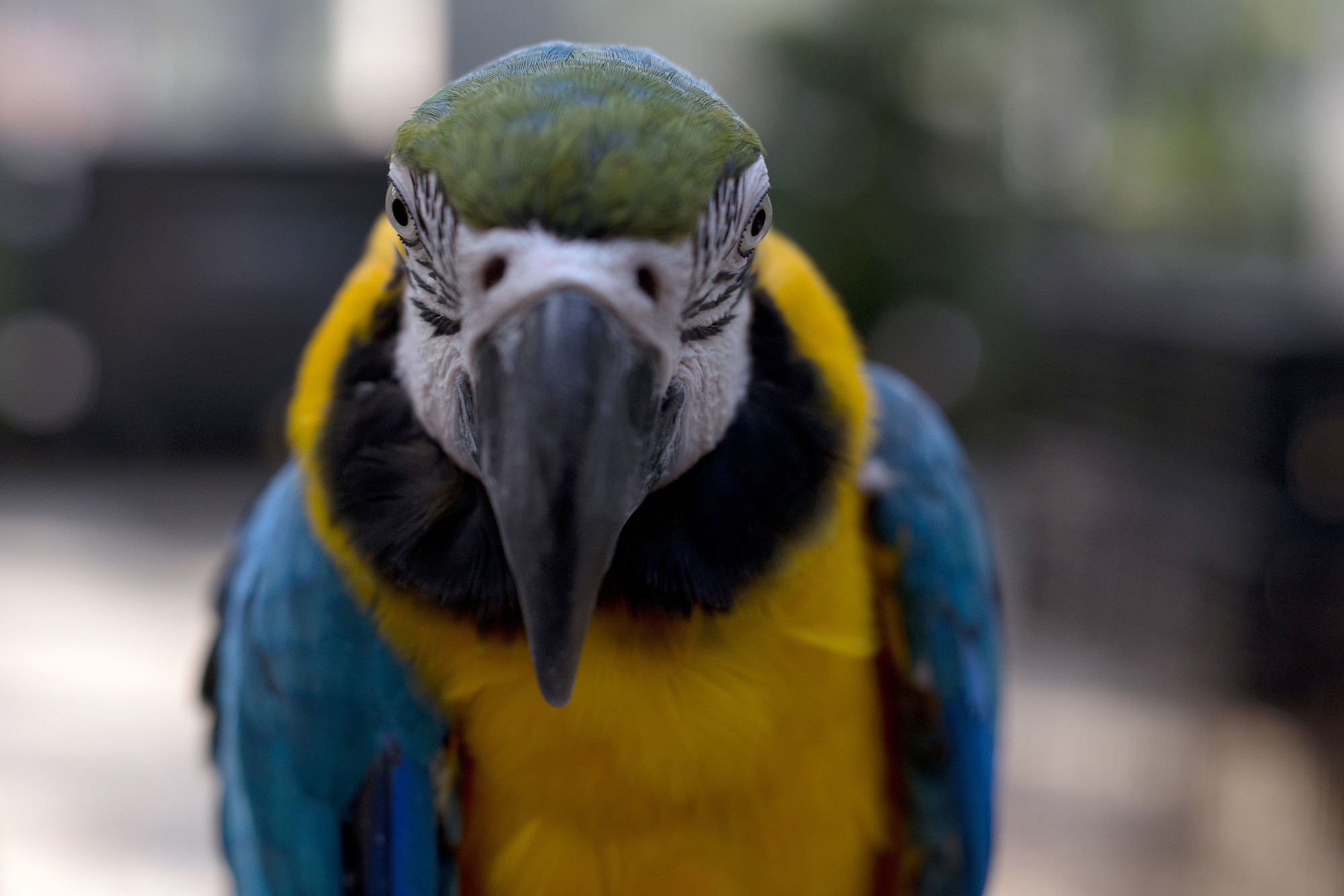 Etats Unis Un Perroquet Crie Au Feu Et Sauve Sa Famille D Un Incendie