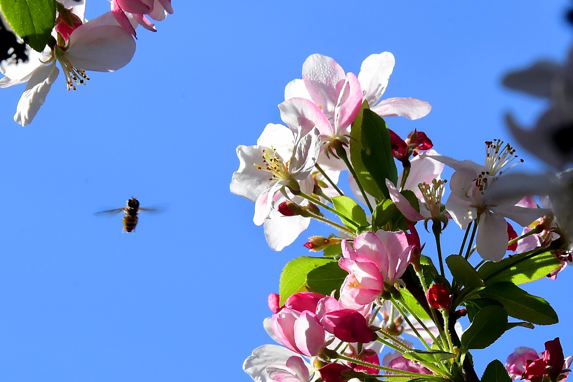 Vacances d'été que faire en cas de piqûre d'abeille