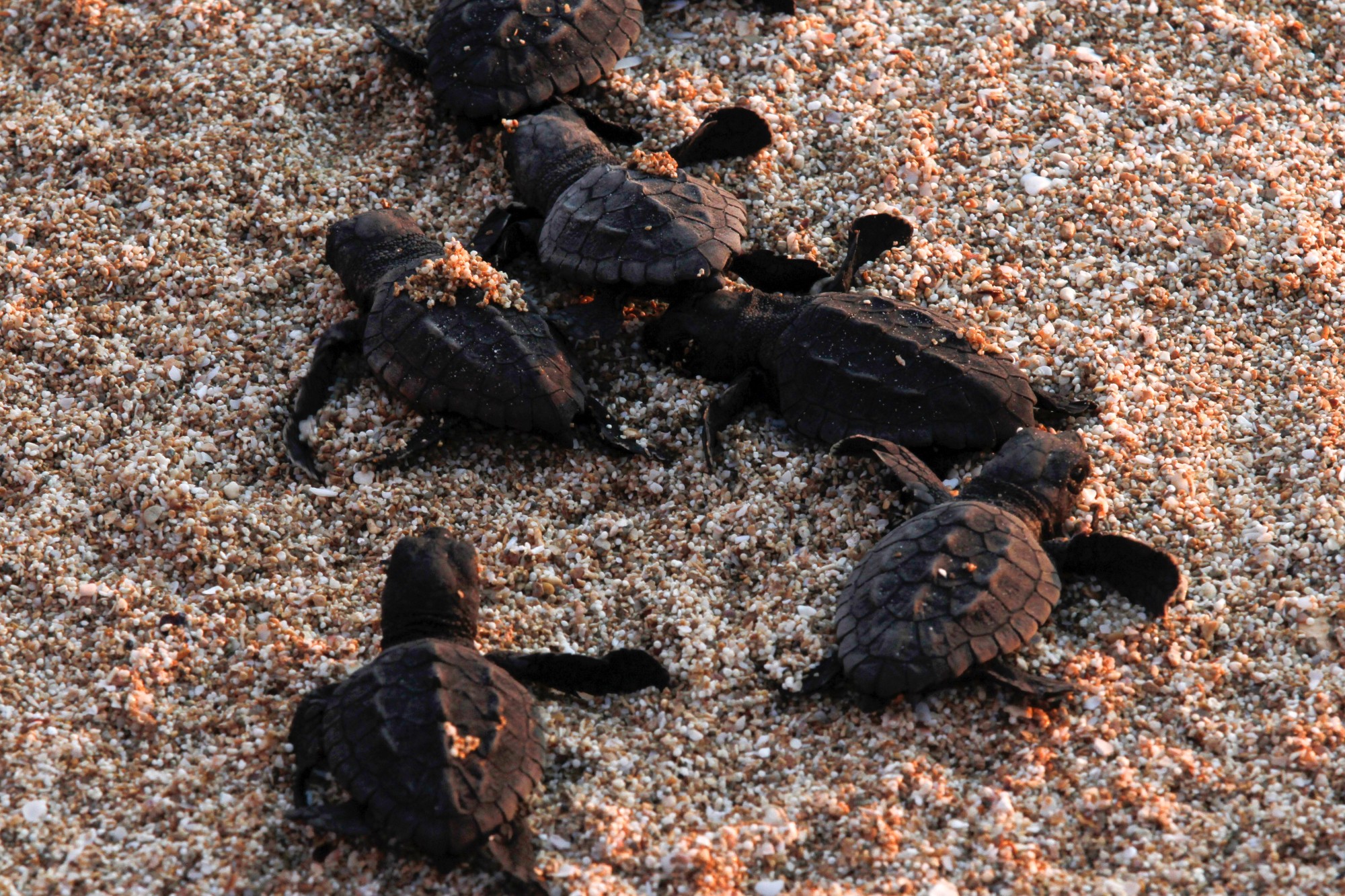 Frejus Plusieurs Dizaines De Bebes Tortues Ont Eclos Sur La Plage