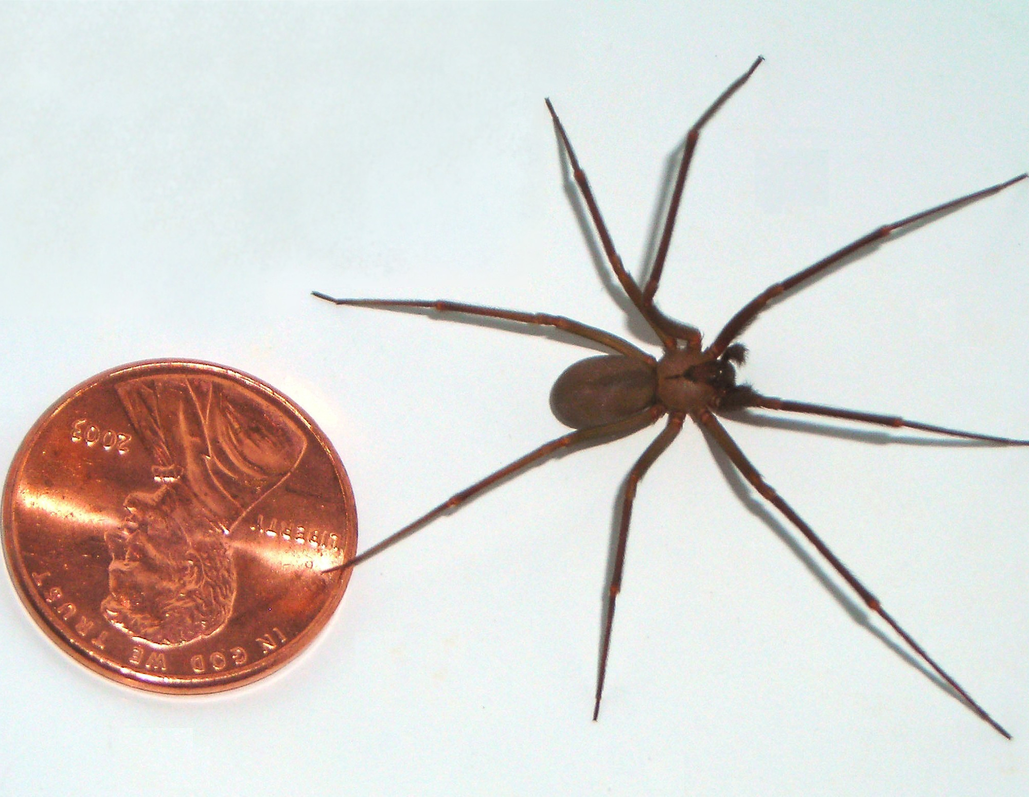 Qu est ce Que L araign e recluse Tr s Venimeuse Qui Vivrait En France Qu est ce Que L araign e recluse Tr s Venimeuse Qui Vivrait En France