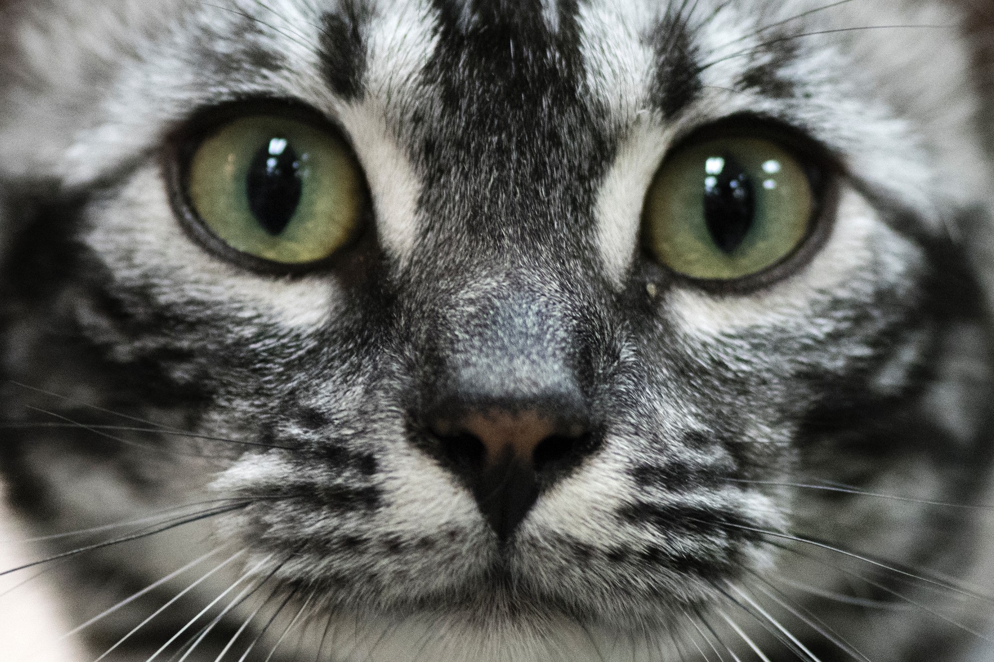 Coronavirus Les Animaux De Compagnie Peuvent Ils Etre Contamines Coronavirus Les Animaux De Compagnie Peuvent Ils Etre Contamines