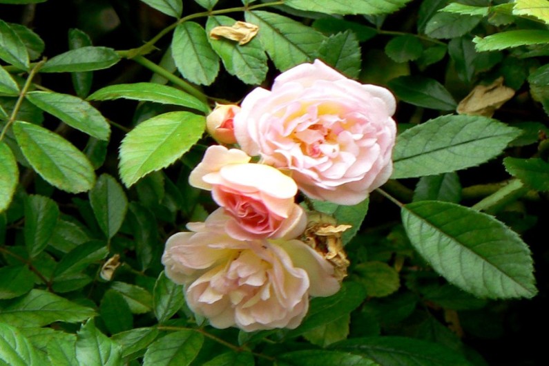 Jardinage comment bien planter son rosier en racines nues — free download