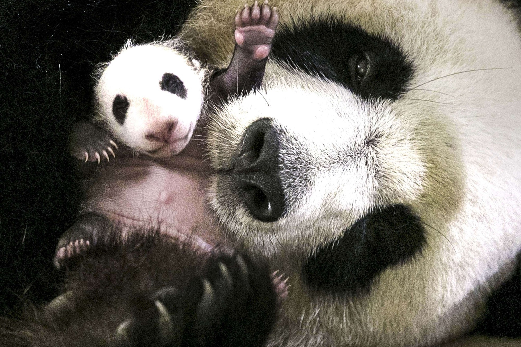 Zoo de Beauval : qu'apporte le bébé panda à l'établissement