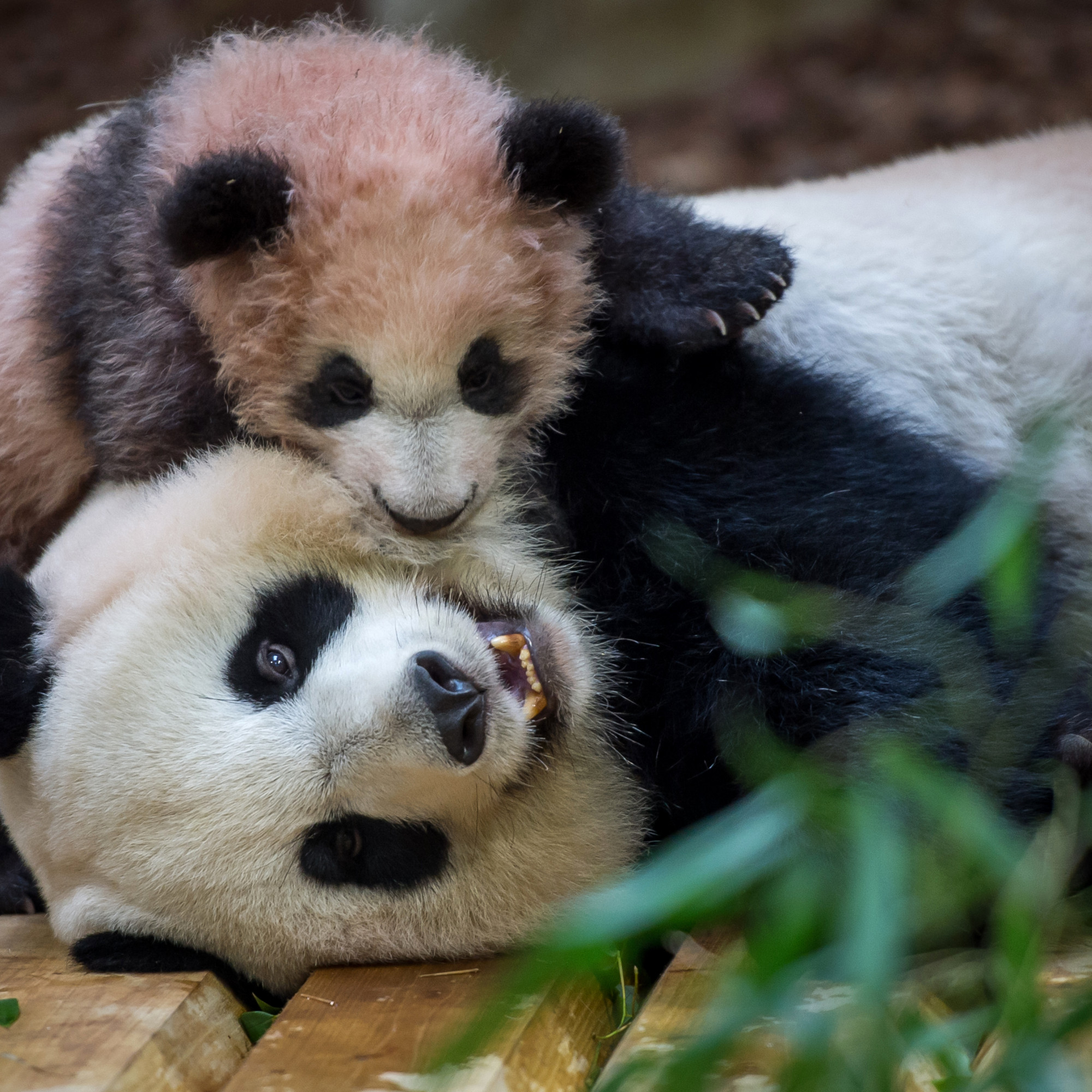 Zoo De Beauval Le Panda Femelle Huan Huan A Ete Fecondee
