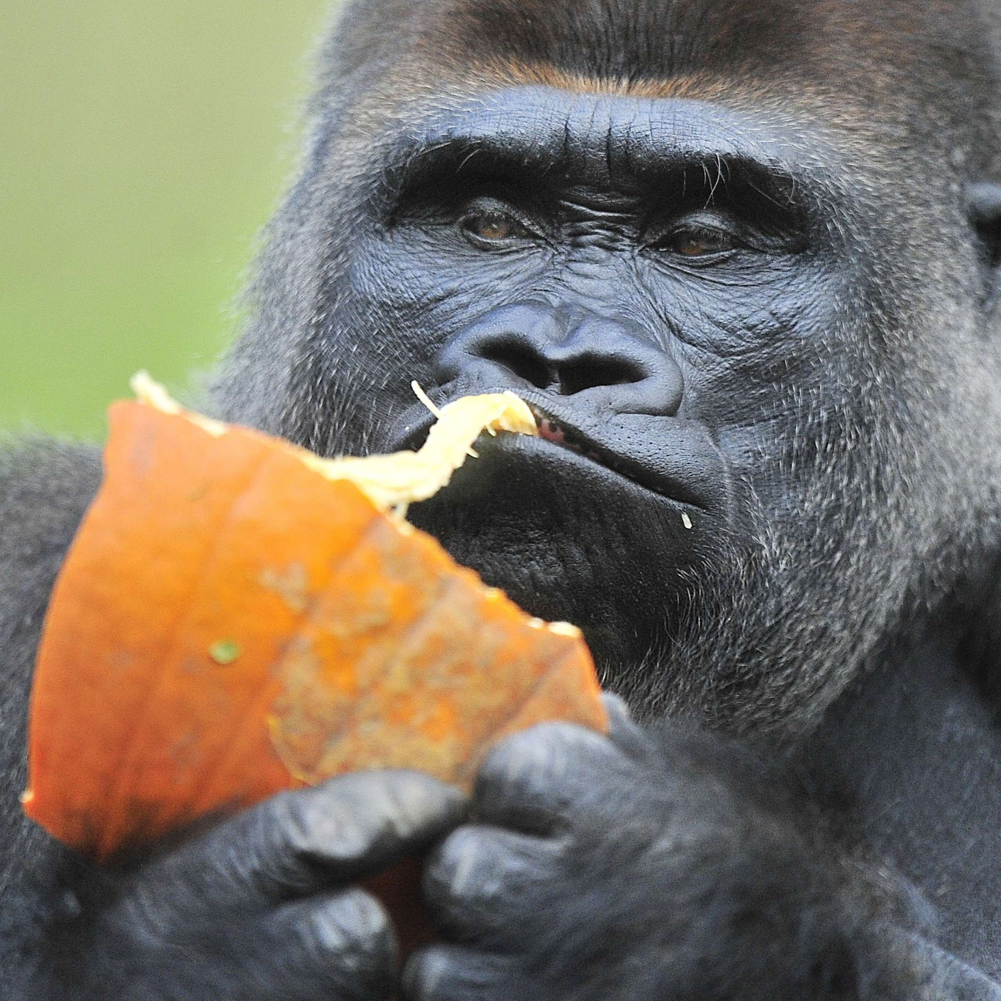 koko site de rencontre