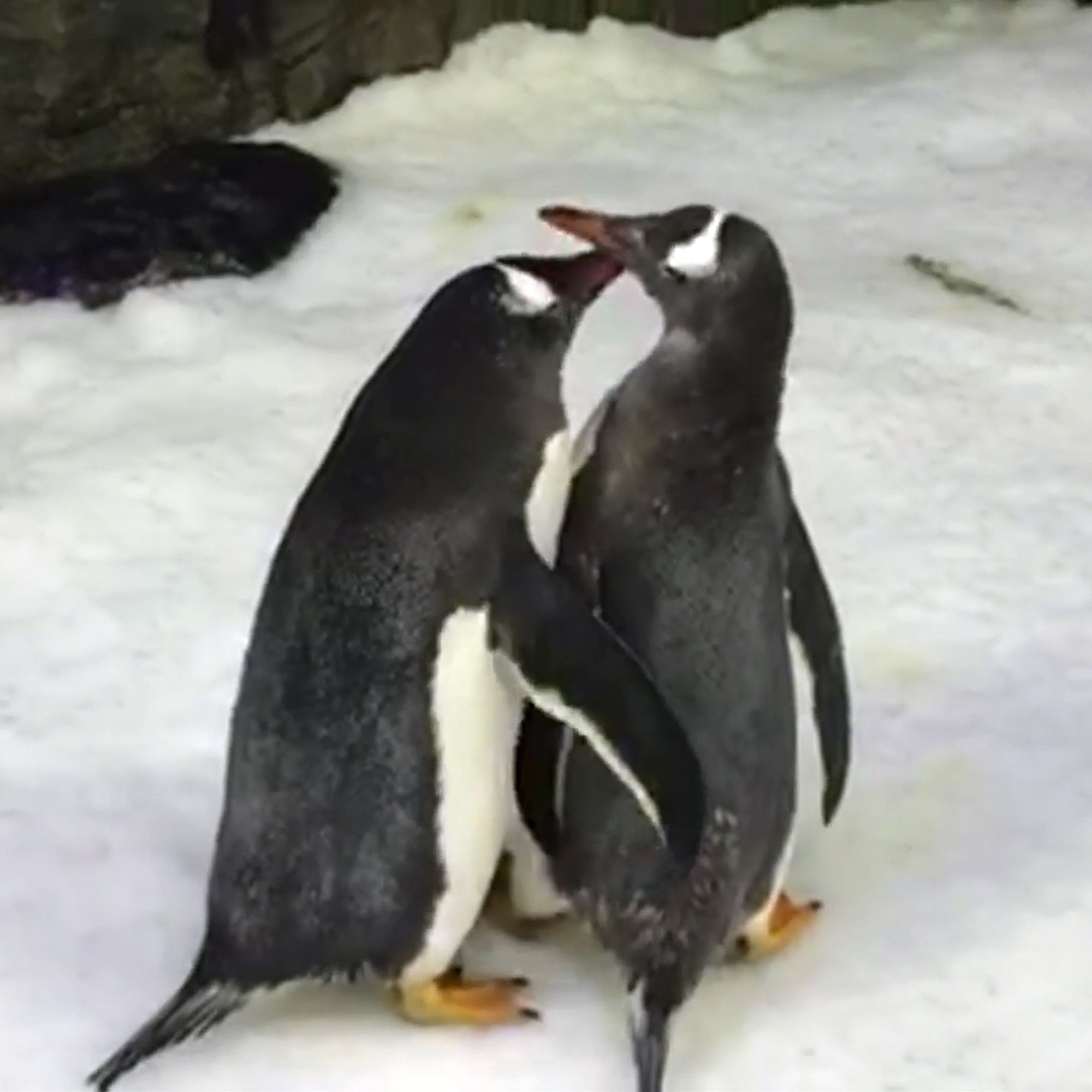 Australie Quand Deux Pingouins Males En Couple Couvent Un Bebe Et L Adoptent