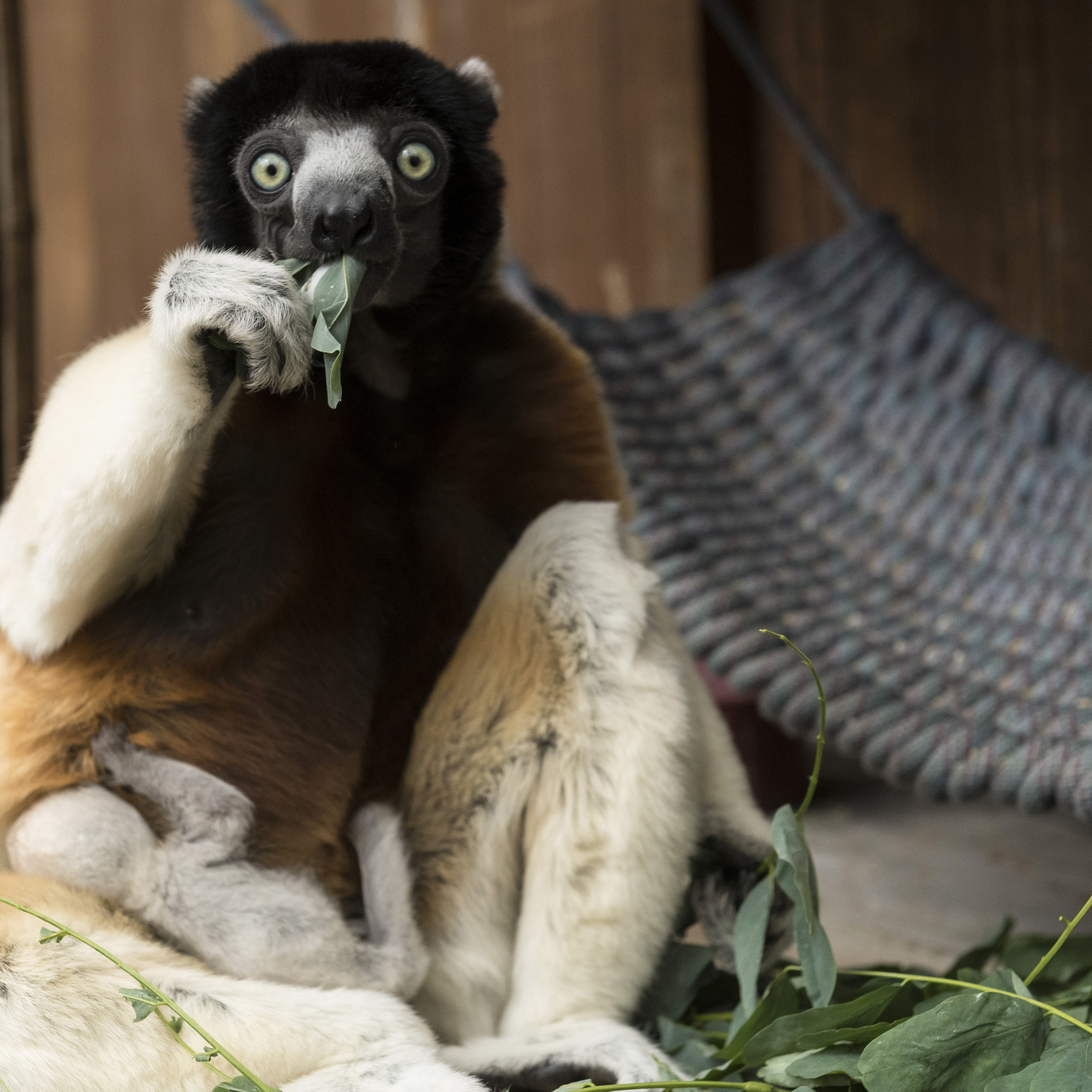 Zoo De Mulhouse Naissance Exceptionnelle D Un Lemurien Espece Rare Zoo De Mulhouse Naissance Exceptionnelle D Un Lemurien Espece Rare