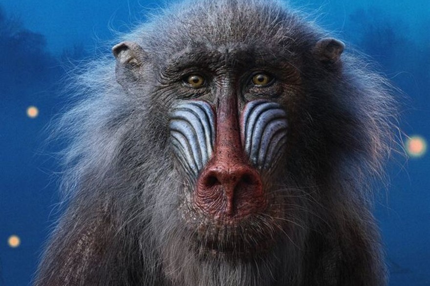 "Le Roi Lion" une erreur du dessin animé de Disney corrigée dans le liveaction