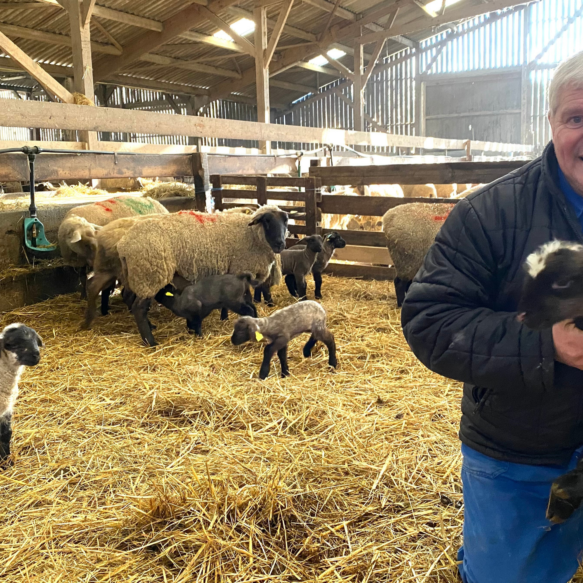 Baie du MontSaintMichel le boom des naissances des agneaux de présalé