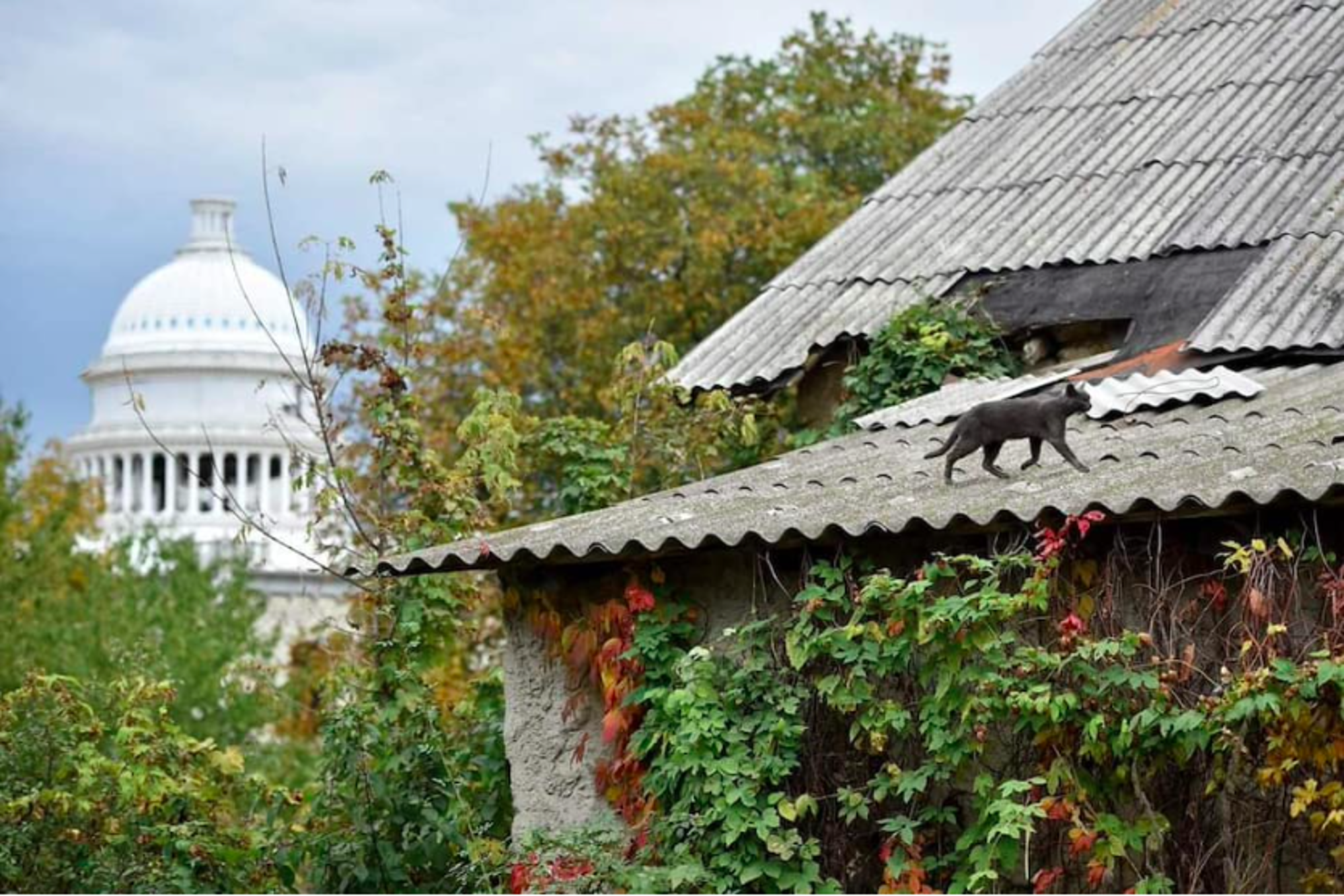 Etats Unis Pourquoi La Ville De Washington Compte T Elle Ses Chats