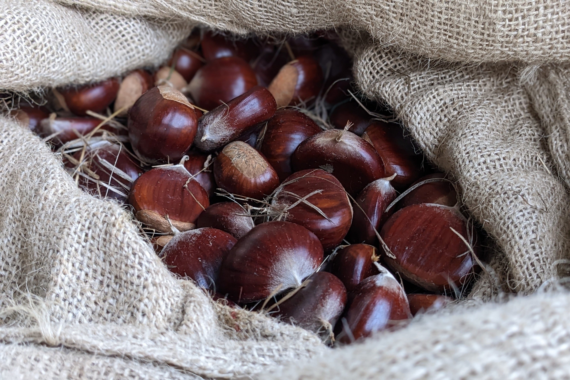 Alimentation cinq bienfaits de la châtaigne pour
