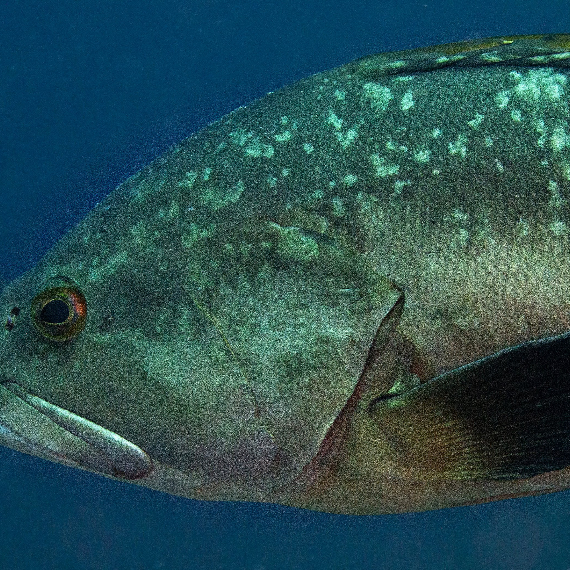 Sciences Y Aura t il Un Jour Des Poissons Sur La Lune sciences-y-aura-t-il-un-jour-des-poissons-sur-la-lune