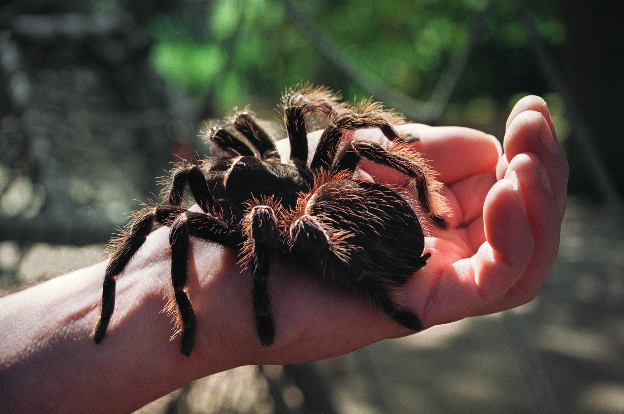 Allemagne : 1.500 mygales dissimulées dans des paquets de biscuits