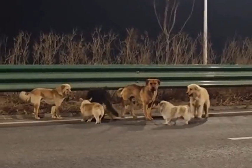 A much less heartwarming reality: The true story behind the viral video of 7 dogs walking along a highway in China.