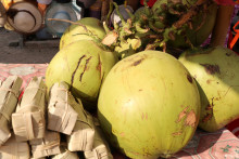 Noix de coco fraiches prêtes à boire